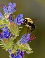 DSC_1471 bumblebee on bugloss.jpg