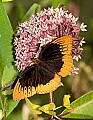 DSC_1790 male Diana Butterfly.jpg
