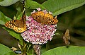 DSC_1799 skimmers and butterflies.jpg