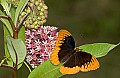DSC_1813 male Diana butterfly.jpg