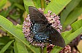 DSC_1824 swallowtail butterfly.jpg
