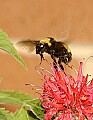 DSC_1966 Bumblebee in flight with bee balm.jpg