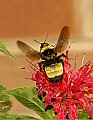 DSC_2024 bumblebee taking off.jpg