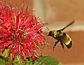 DSC_2025 bumblebee in flight.jpg