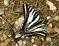 DSC_2092 tiger swallowtail butterfly.jpg