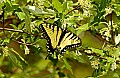 DSC_2100 yellow swallowtail.jpg