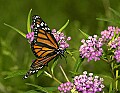 DSC_2579 monarch on milkweed.jpg