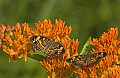 DSC_2662 butterfly weed and moths.jpg