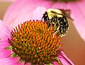 DSC_2832 bumblebee with pollen.jpg