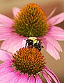 DSC_2868 bumblebee, coneflower.jpg