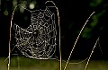 DSC_3085 spider web.jpg