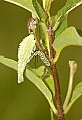 DSC_3281 monarch caterpilar and grasshopper.tif
