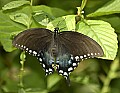 DSC_4400 black swallowtail.jpg