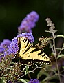 DSC_4544 yellow swallowtail butterfly.jpg