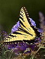 DSC_4546 swallowtail butterfly.jpg
