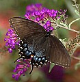 DSC_4592 swallowtail.jpg