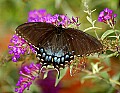 DSC_4594 black swallowtail butterfly.jpg