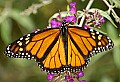 DSC_4615 monarch butterfly.jpg
