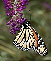 DSC_4617 monarch butterfly.jpg
