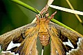DSC_4813 moth.jpg