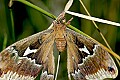 DSC_4814 moth.jpg