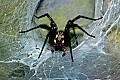 DSC_4903 grass spider.jpg