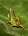 DSC_5155 grasshopper.jpg