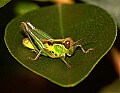 DSC_5163 grasshopper.jpg
