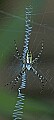 DSC_5164 garden spider 13x30.jpg