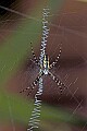 DSC_5164 garden spider.jpg