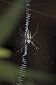 DSC_5166 garden spider.jpg