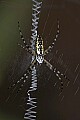 DSC_5169 garden spider.jpg