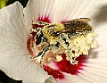DSC_5212 Bumblebee--The Pollinator.jpg