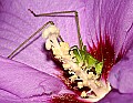 DSC_5258 katydid eating pollen.jpg