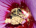DSC_5259 bumblebee covered in pollen.jpg