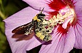 DSC_5276 Bumblebee--the pollinator 2.jpg
