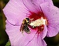 DSC_5281 bumblebee with pollen.jpg