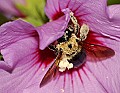 DSC_5288 bumblebee on rose of sharon.jpg