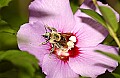 DSC_5300 bumblebee with pollen.jpg