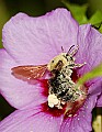 DSC_5302 bumblebee in flower.jpg