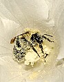 DSC_5313 bubmblebee covered in pollen.jpg