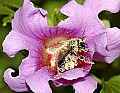 DSC_5320 bumblebee in flower with pollen.jpg