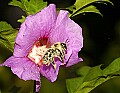 DSC_5336 bubmlebee in flower.jpg