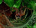 DSC_5387 grass spider and prey.jpg