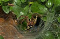 DSC_5392 grass spider and wasp prey.jpg