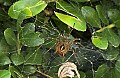DSC_5398 grass spider.jpg