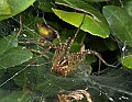 DSC_5401 grass spider and web.jpg