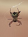 DSC_5405 crab spider.jpg