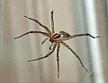 DSC_5864 spider.jpg