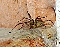 DSC_5878 grass spider.jpg